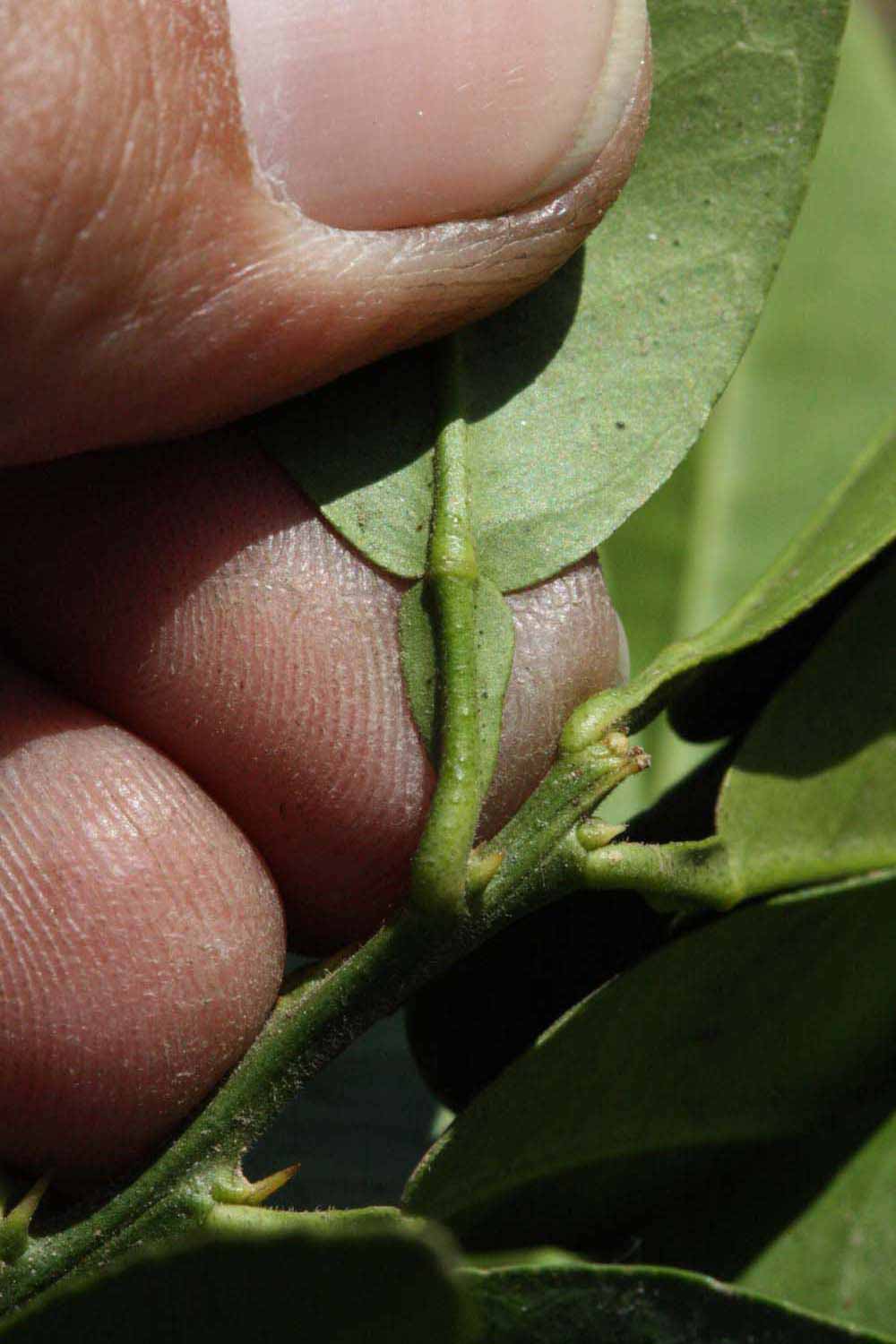              Petiole (Riverside, CA)       